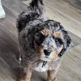 Dopey - Bernedoodle puppy from Mi-De Doodles