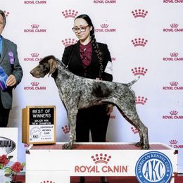Samson - German Shorthaired Pointer