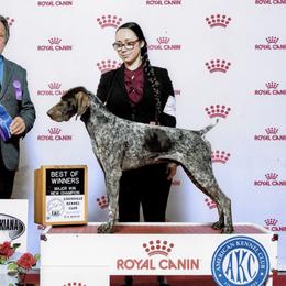 Samson - German Shorthaired Pointer