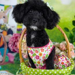 Lucy - Black and white female Bernedoodle puppy in Lake Panasoffkee, Florida from Donnas Deluxe Doodles LLC