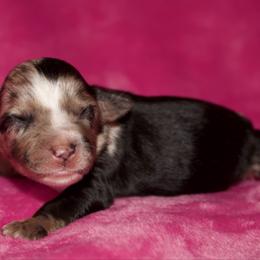 Patsy Cline - Blue merle female Miniature Australian Shepherd puppy in Godley, Texas from Bradley Kennels
