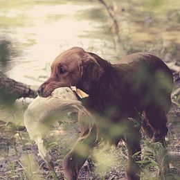 Rosie - Golden Retriever