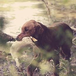 Rosie - Golden Retriever