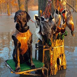 Labrador Retriever All Grown Up from G Bar Hunting Retriever Kennels