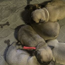 French Bulldogs from Naomi's Frenchie Puppies