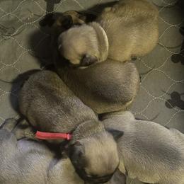 French Bulldogs from Naomi's Frenchie Puppies