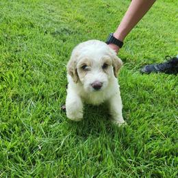 Lilly - White female Bernedoodle puppy in Columbia, Missouri from Silver Creek Pups