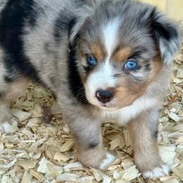 Freya - Blue merle female Miniature Australian Shepherd puppy in Patterson, North Carolina from DreamLine Aussies