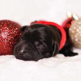 Labrador Retriever Puppies from AGL Retrievers