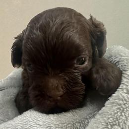 Havanese and Russian Tsvetnaya Bolonka Puppies from Alchemy Havanese