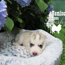 Pomsky and Siberian Husky Puppies from Hemlock Pines Pomsky