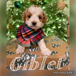 Giblet - Red male Cavapoo puppy in Chattanooga, Tennessee from Scenic City Doodles