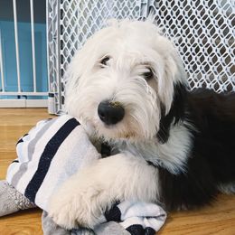 Old English Sheepdogs and Sheepadoodles from Doodlefolk