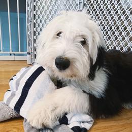 Old English Sheepdogs and Sheepadoodles from Doodlefolk
