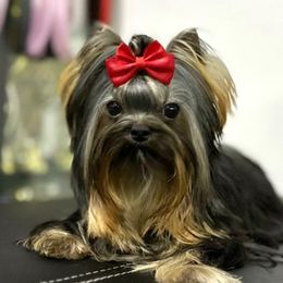 Yorkshire Terriers from Yorkie Manor Country Club