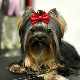 Yorkshire Terriers from Yorkie Manor Country Club