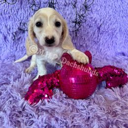 Angel - Cream female Dachshund puppy in Michigan from M.H.P Dachshunds