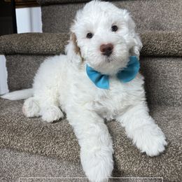 Blue Boy - Parti male Goldendoodle puppy in Dacula, Georgia from Lakeside Pups