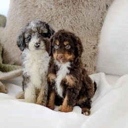 Aussiedoodles and Labradoodles from Doodles & Co
