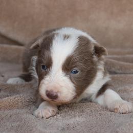 Chloe - Pink Collar - Lilac female Border Collie puppy in Courtland, Alabama from C Bar C Ranch Border Collies