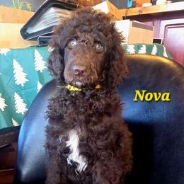Nova - Brown female Poodle puppy in Woodbury, Pennsylvania from Zimmerman's Poodles