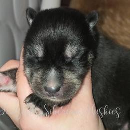 Ragnarök - Black tan and white male Siberian Husky puppy in Richland, Mississippi from Feazell’s Siberian Huskies
