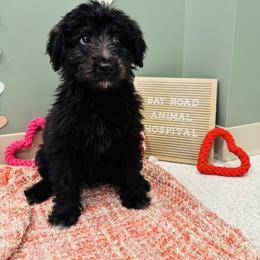 Male 2 - Black and white male Aussiedoodle puppy in Saratoga Springs, New York from Rock Springs Australian Shepherds