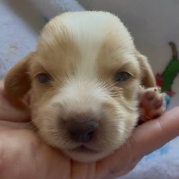 Frosty - Cream male Dachshund puppy in Vero Beach, Florida from Joseph’s Dachshunds