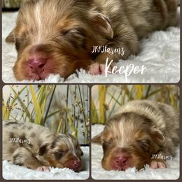 7 Keeper - Red merle female Australian Shepherd puppy in Huntington, Texas from JKKJ Farms, LLC