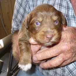 Australian Shepherd and Papillon Puppies from Otto’s Australian Shepherds and Papillons