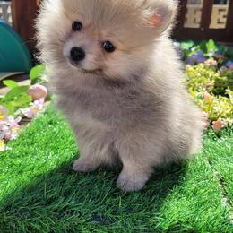 Pomeranian Puppies from Marie's Sweetie Poms