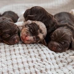 Bernedoodles, Cavapoos, Goldendoodles, and Poodles from Gravelle Family Farm