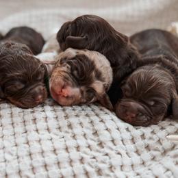Bernedoodles, Cavapoos, Goldendoodles, and Poodles from Gravelle Family Farm