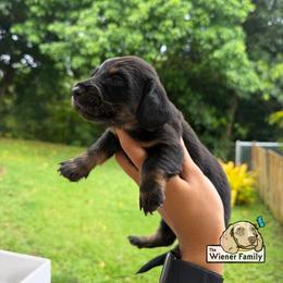 Valentino (CKC) - Black and tan male Dachshund puppy in Ocala, Florida from The Wiener Family
