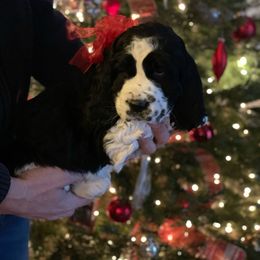 English Springer Spaniel Puppies from Hillsboro Springers