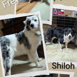 Australian Shepherd and Great Dane Puppies from AEW Farm