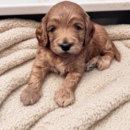 Rex - Golden male Cockapoo puppy in Marietta, South Carolina from River Falls Cockapoos