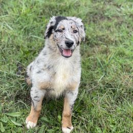 Koda - Blue merle Australian Shepherd puppy in Otis, Oregon from Heritage Hill Aussies