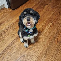 Gonzo - Bernedoodle