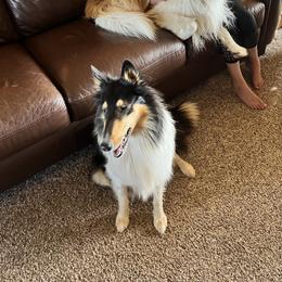 Trixie - Collie