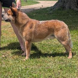 Yukon - Australian Cattle Dog