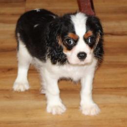 Buck - Tri-color male Cavalier King Charles Spaniel puppy in Leonard, Texas from Rising Star Kennels