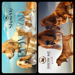 Basset Hound puppies from Show Me Great Danes and Basset Hounds