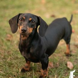 Elsa - Dachshund