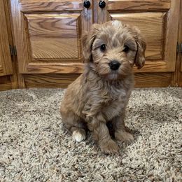 Bernedoodle puppies from MiniDoodleMama
