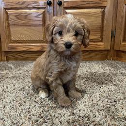 Bernedoodle puppies from MiniDoodleMama