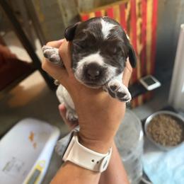 Wonder Woman - Brown and gray female Wirehaired Pointing Griffon puppy in Grangeville, Idaho from Happy Hollow Griffons