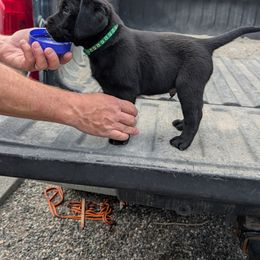 Labrador Retriever Puppies from Linderman Labs