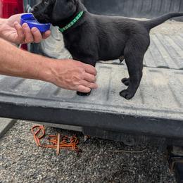 Labrador Retriever Puppies from Linderman Labs