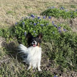 Blitz - White black and tan female Papillon puppy in Waco, Texas from Shadow Lane Genetics